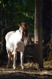 Portrait of a horse on field