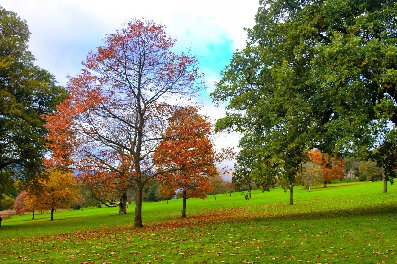 TREES ON FIELD IN PARK DURING AUTUMN