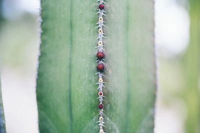 Close-up of cactus growing outdoors