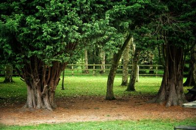 Trees in park