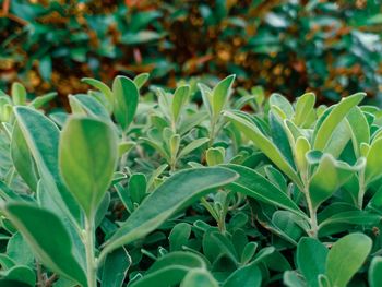 Close-up of plant growing on field