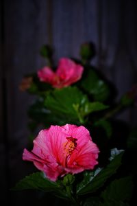 Close-up of pink flower