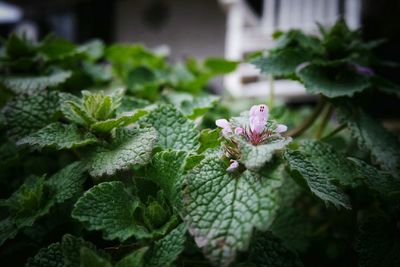 Close-up of plant