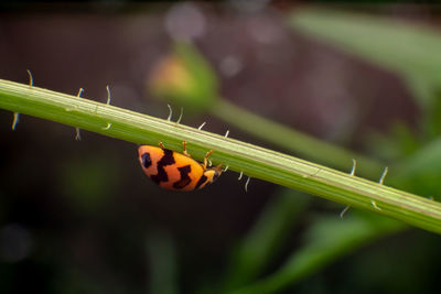 Close-up of ladybug on plant