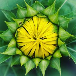 Close-up of yellow flower