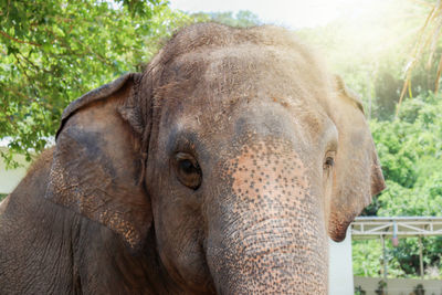 indian elephant