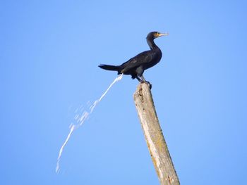 Cormorant defecating while perching on pole against clear sky