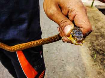 Close-up of man holding food