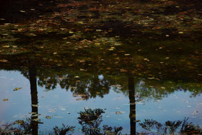 Reflection of trees in lake