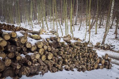 Stack of logs against bare trees during winter