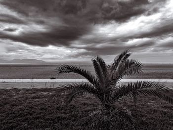 Palm tree on beach against sky