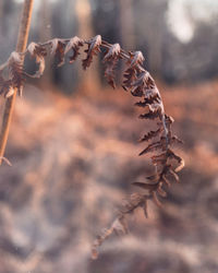 Close-up of dried plant on field