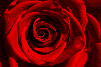 Close-up of red rose