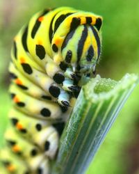 Close-up of insect on flower