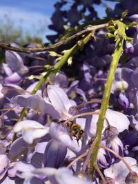 Close-up of fresh purple flowers