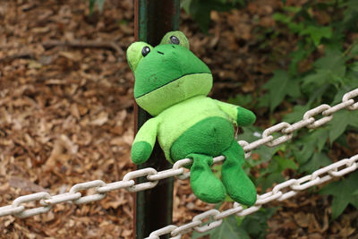 Close-up of green lizard