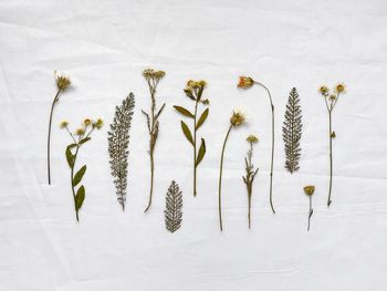 High angle view of plants growing on field