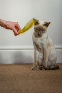 Cat lying on hand at home