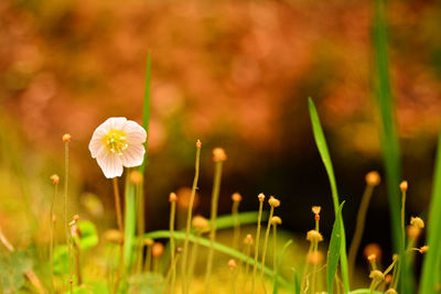 Close-up of purple crocus flowers on field
