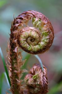 Close-up of fern bud on plant