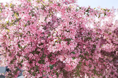 Close-up of pink cherry blossom tree