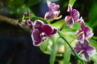 Close-up of pink flower