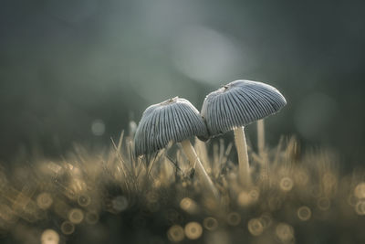 Close-up of mushroom growing on field