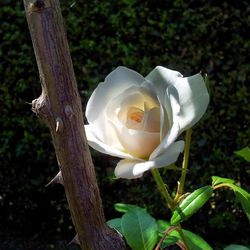 Close-up of white rose