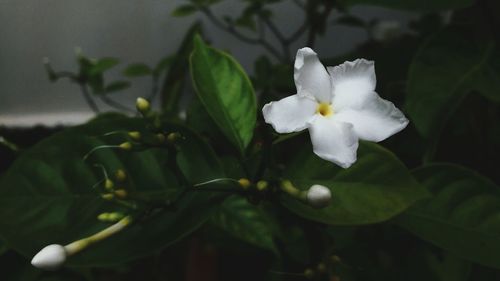 Close-up of white flower