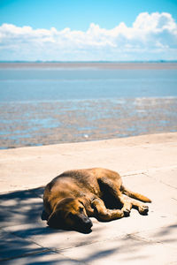 View of an animal resting on beach