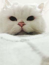 Close-up portrait of a cat