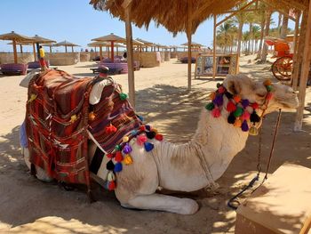 View of decorated camel lying in shade on beach