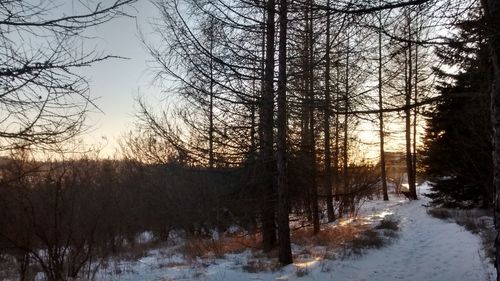 Bare trees in forest during sunset