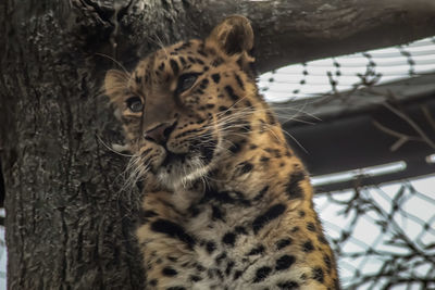 Portrait of a cat in zoo