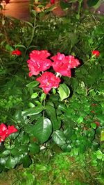 Close-up of wet red flowers blooming outdoors