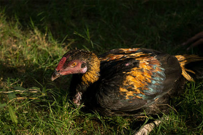 Side view of a bird on field