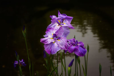 Close-up of purple flowers blooming outdoors