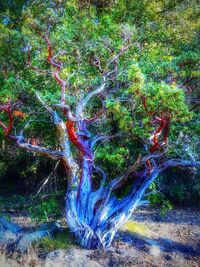 Trees in forest