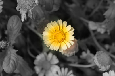 Close-up of yellow flowers blooming outdoors