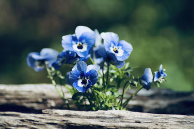 Close-up of purple flowering pansy 