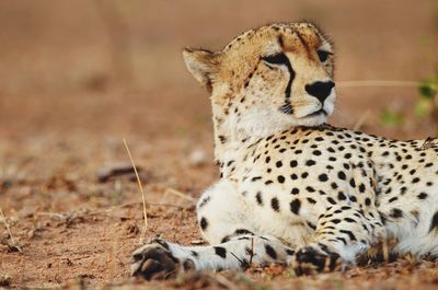 Tiger relaxing on a field