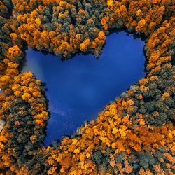 High angle view of trees by the lake