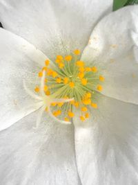 Close-up of yellow flower blooming outdoors