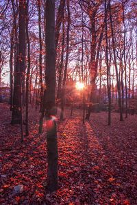 Trees in forest during autumn