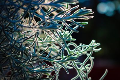 Close-up of plants