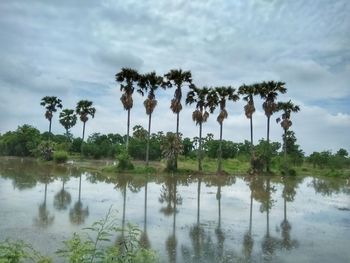 Palm trees by lake against sky