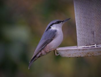 Close-up of bird perching on a feeder
