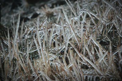 Full frame shot of hay in field