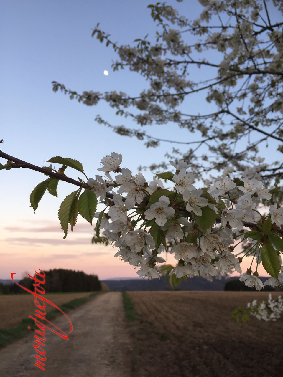 growth, tree, nature, leaf, branch, beauty in nature, flower, plant, water, no people, fragility, clear sky, sky, twig, outdoors, day, tranquility, scenics, freshness, close-up