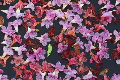 High angle view of pink flowering plants